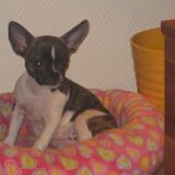 Foto van Doggylover