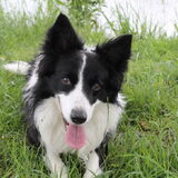 Foto van Puck & Fenrir