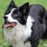 Foto van Puck & Fenrir