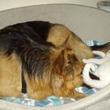 Met z'n tweetjes in de mand is veel gezelliger; Rosie en ons 4 maanden…