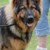 Dit is Nox een Oud duitse herder van 10 maand.