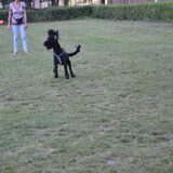 Foto van T&dogs