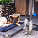 Nox heeft een nieuw vriendinnetje!