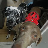 Het Ruffwear-koppel!