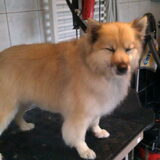 Dit is Spike een Keeshond Middenslag na een fijne vachtbehandeling.