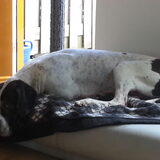 Foto van Lotte met Hobbe