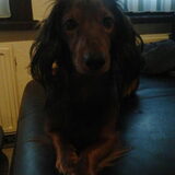 Snuffie poserend op de zetel. Begin 2013