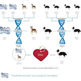 Vino's DNA test resultaten