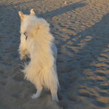 Foto van T&dogs