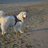 Foto van T&dogs