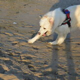 Foto van T&dogs