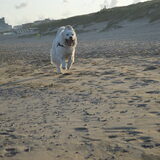 Foto van T&dogs