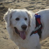 Foto van T&dogs