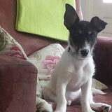 Foto van Liesbeth... Jack - Max † - Blixem