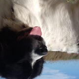 Foto van zonnetje