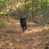 Wandeling Panbos(Foto van Judith); Zo snel als de wind!!!