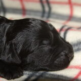 hoby 1 week oud