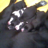 Dit is cindy's eerste nestje. 5 gezonde mannen!