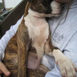 Lieve stafford puppy!