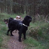 wandelen