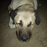 Diesel :)