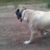 grote lubas :)