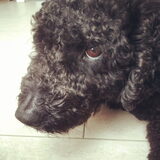 Dit is Dirk. En hij is nummer #1 zielig kijker! :P