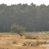 Ree in de duinen 14-08-2013