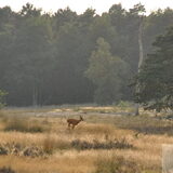 Ree in de duinen 14-08-2013
