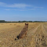 Gisteren was het 15 aug.2013. Kylie's verjaardag én Half-Oogst. En…