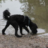 Foto van T&dogs