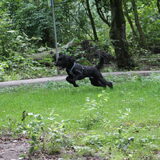 Foto van T&dogs