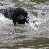 Foto van T&dogs