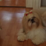 Foto van Shailo de Shih Tzu dekreu