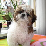 Pepito mijn zoon!