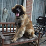 Dirk 7 maanden (met op de achtergrond Willem)