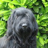 Dit is ze nu een jaartje later,onze lieverd en knuffelbeer,Dushi…