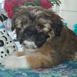 boomer 9wk