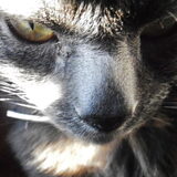 Foto van tessa