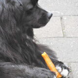 Foto van tessa