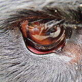 spiegeltje, spiegeltje aan de hond, wie ligt daar in een oog ??