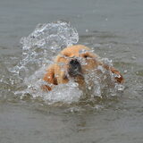 Foto van Melany en Teddy
