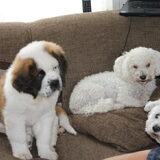 Foto van snoopy, rikkie , lady en xana