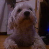 Skippy close-up