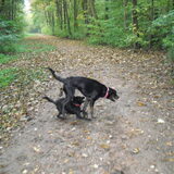 Bokje springen