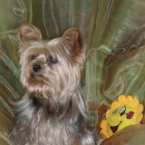 Jumper een kleine yorkie en nu 7 jaartjes oud