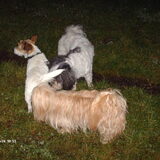 Voor dit hondje kwam turbo uit zijn heerlijk snuffelplekje