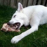Gnaw
