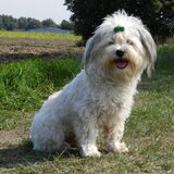 Foto van Melissa, Dempsey, Taiko, Minos & *Nina*