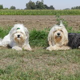 Foto van Melissa, Dempsey, Taiko, Minos & *Nina*